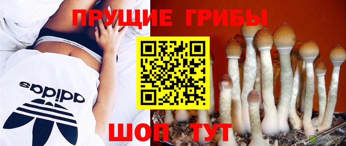 Псилоцибиновые грибы GOLDEN TEACHER Киржач